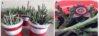 Plant in vitro cultures: A promising and emerging technology for the feasible production of antidiabetic metabolites in Caralluma tuberculata